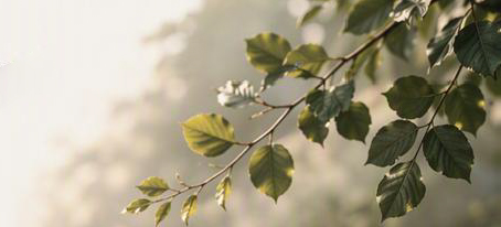 Leaves